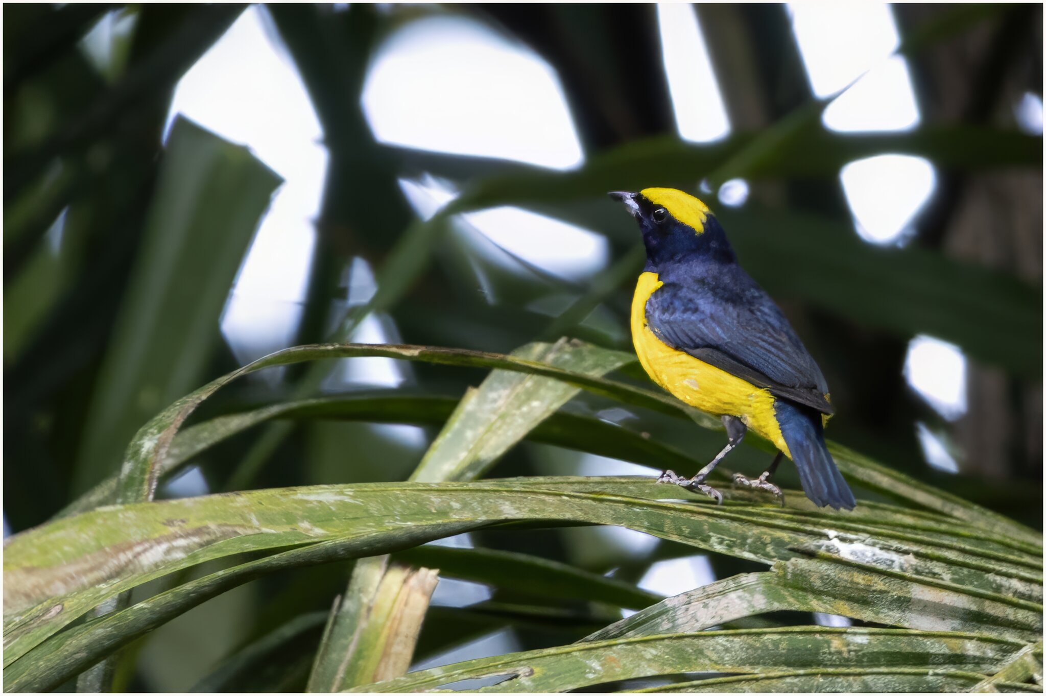 Yellow Crowned Euphonia II.jpg