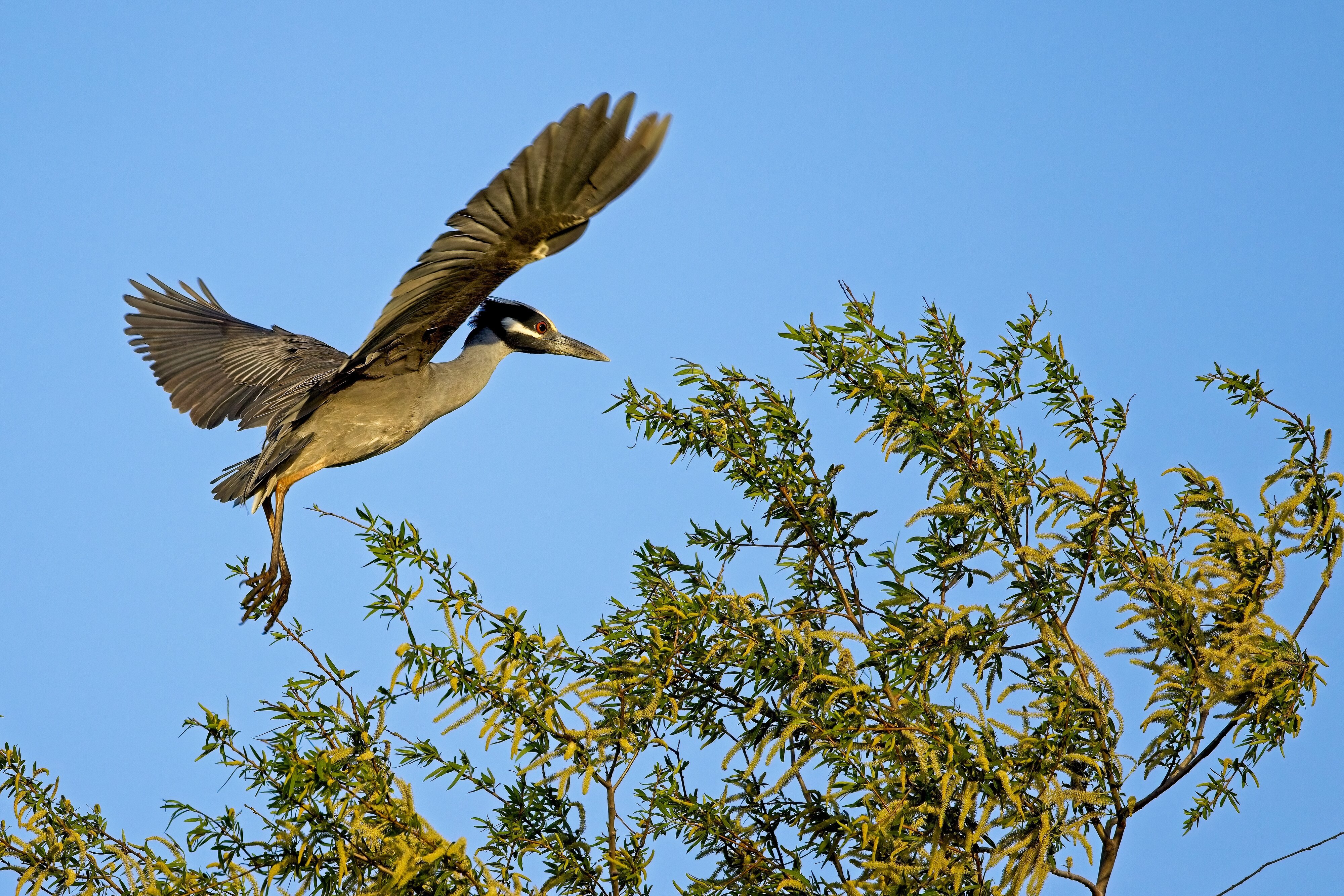 Yellow Crowned Night Heron golden hour landing