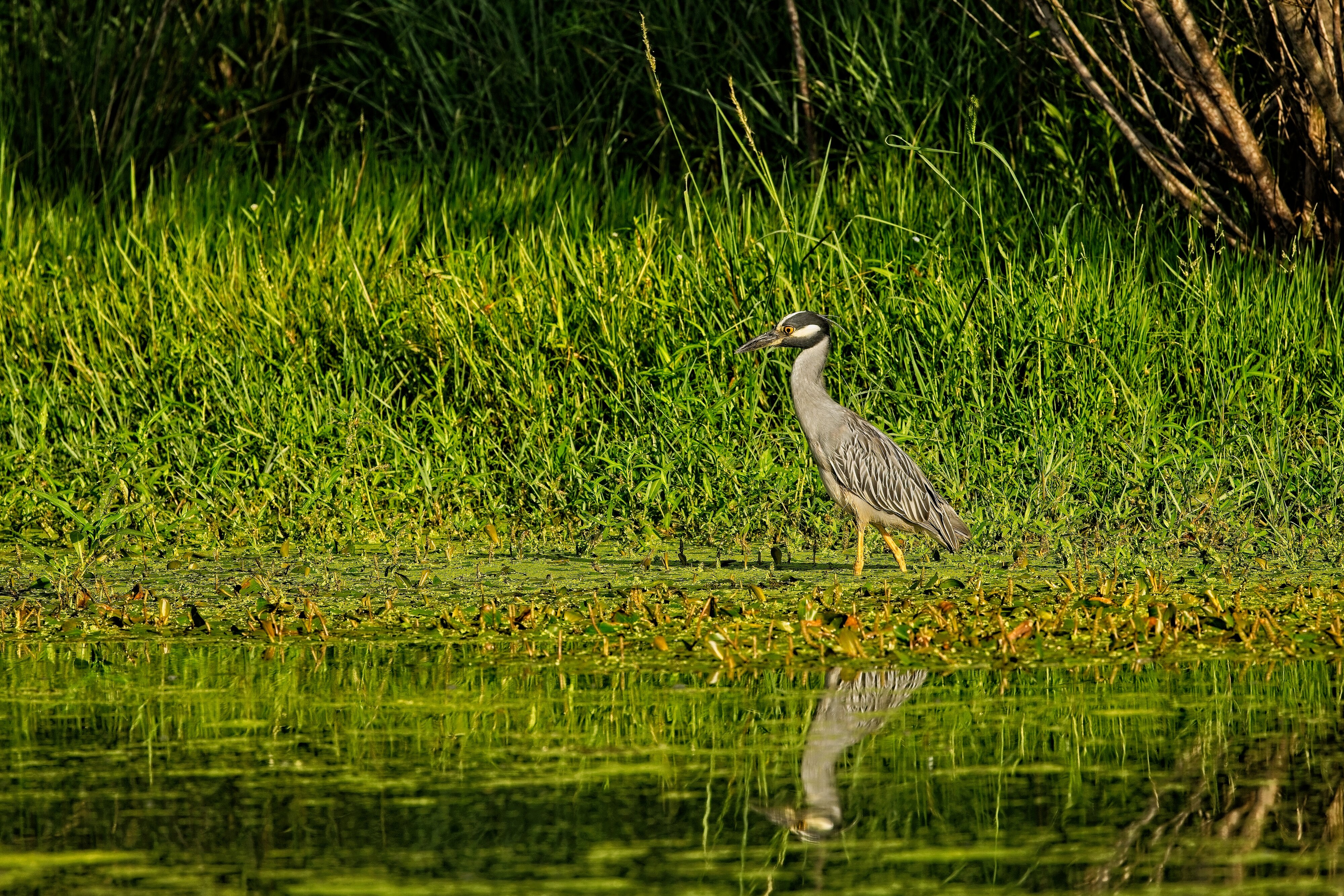 Yellow-Crowned Night Heron