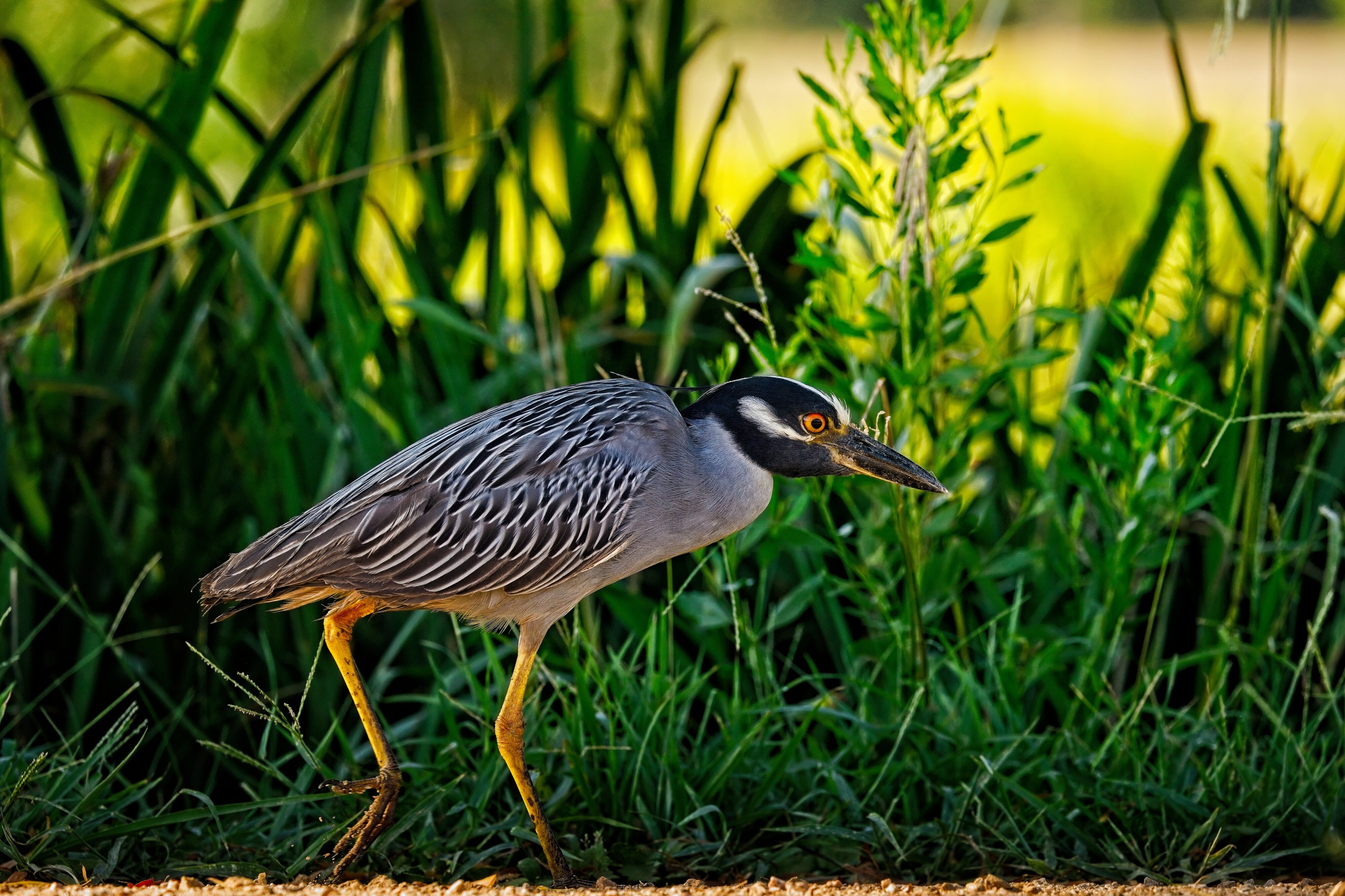 Yellow-Crowned Night Heron