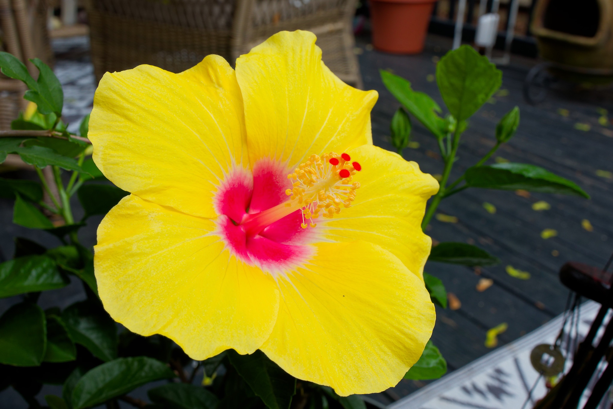 yellow flower 1.jpg