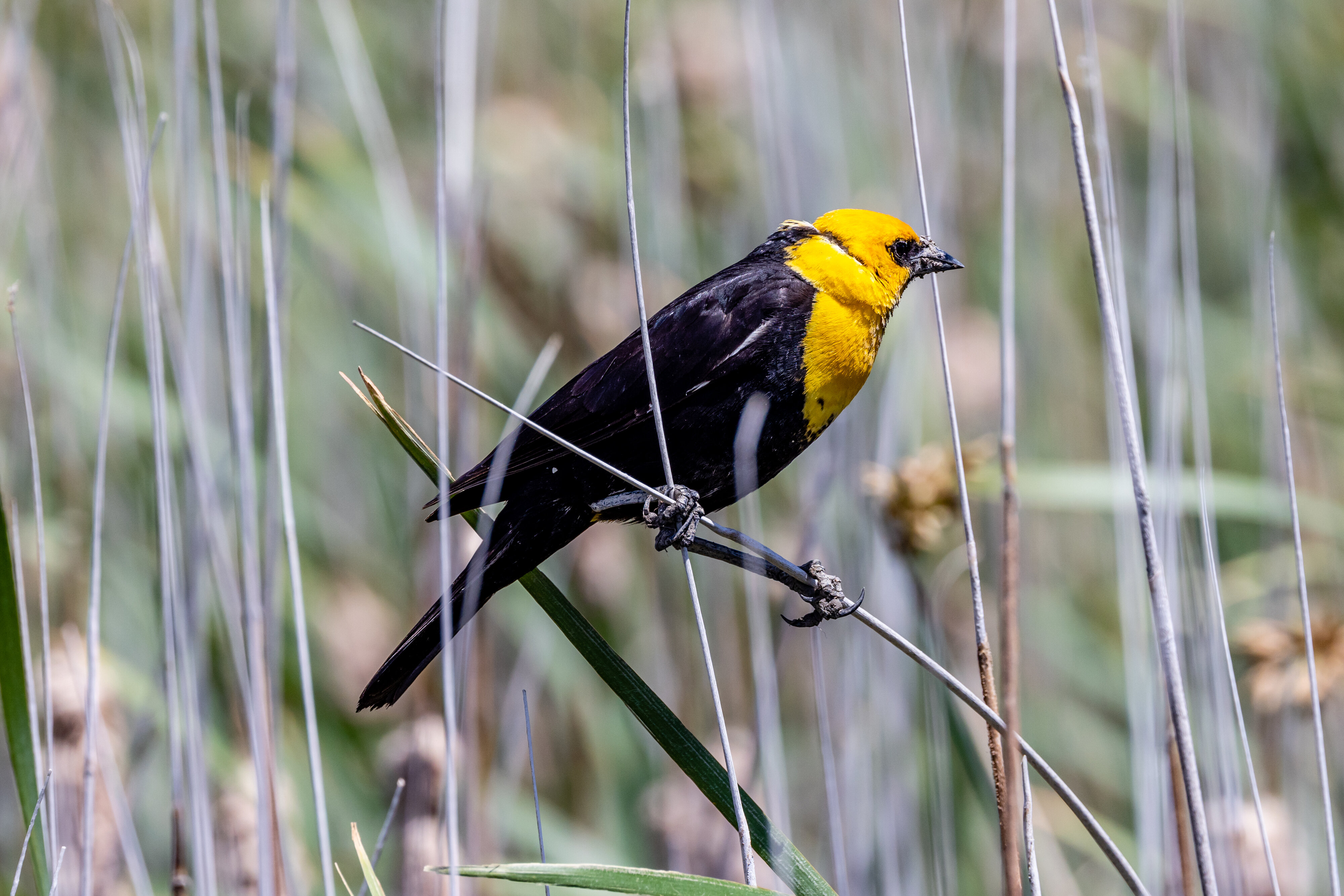 Yellow Headed Blackbird (Bear River Refuge, N Utah)