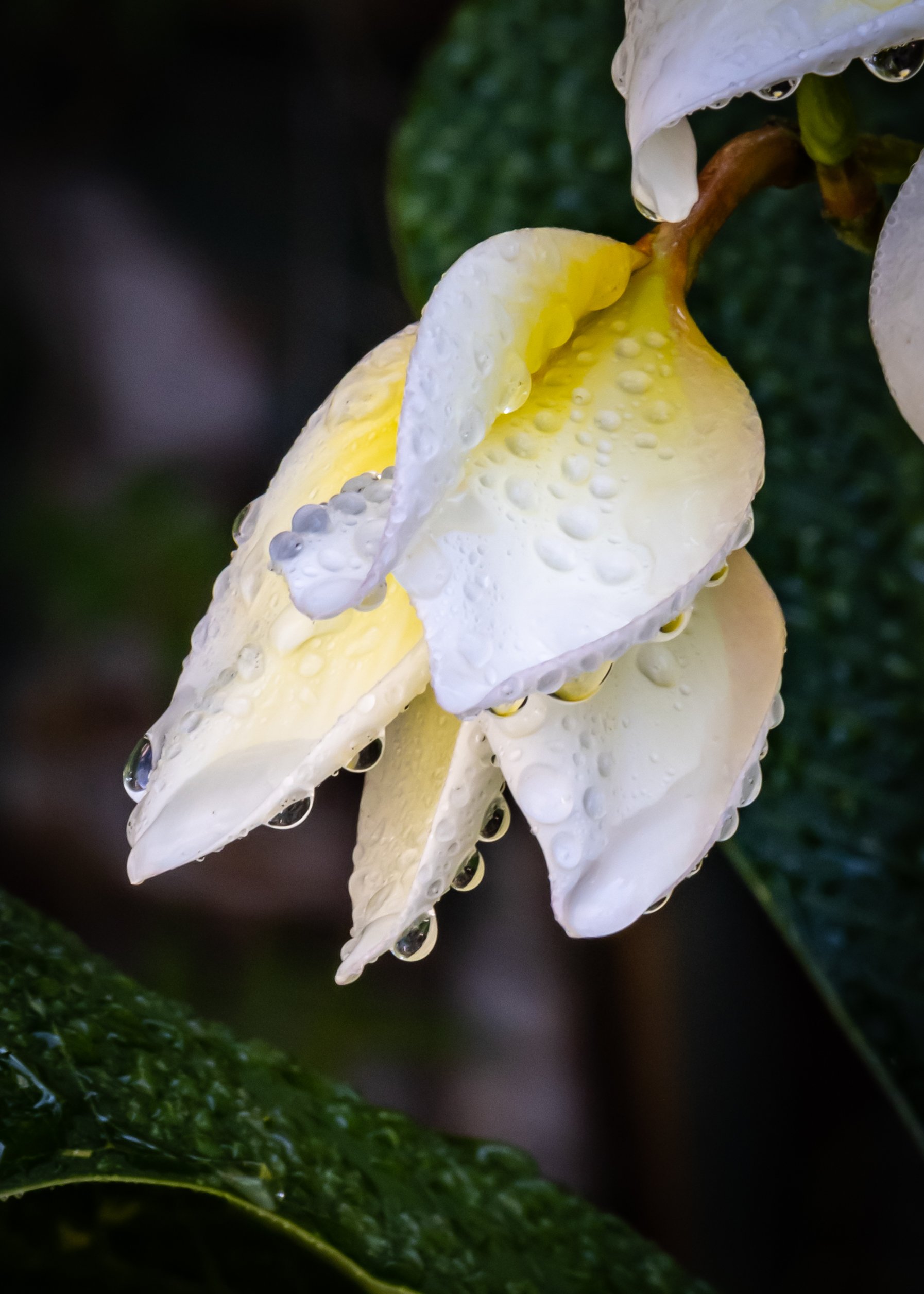 Yellow Plumeria (detail)