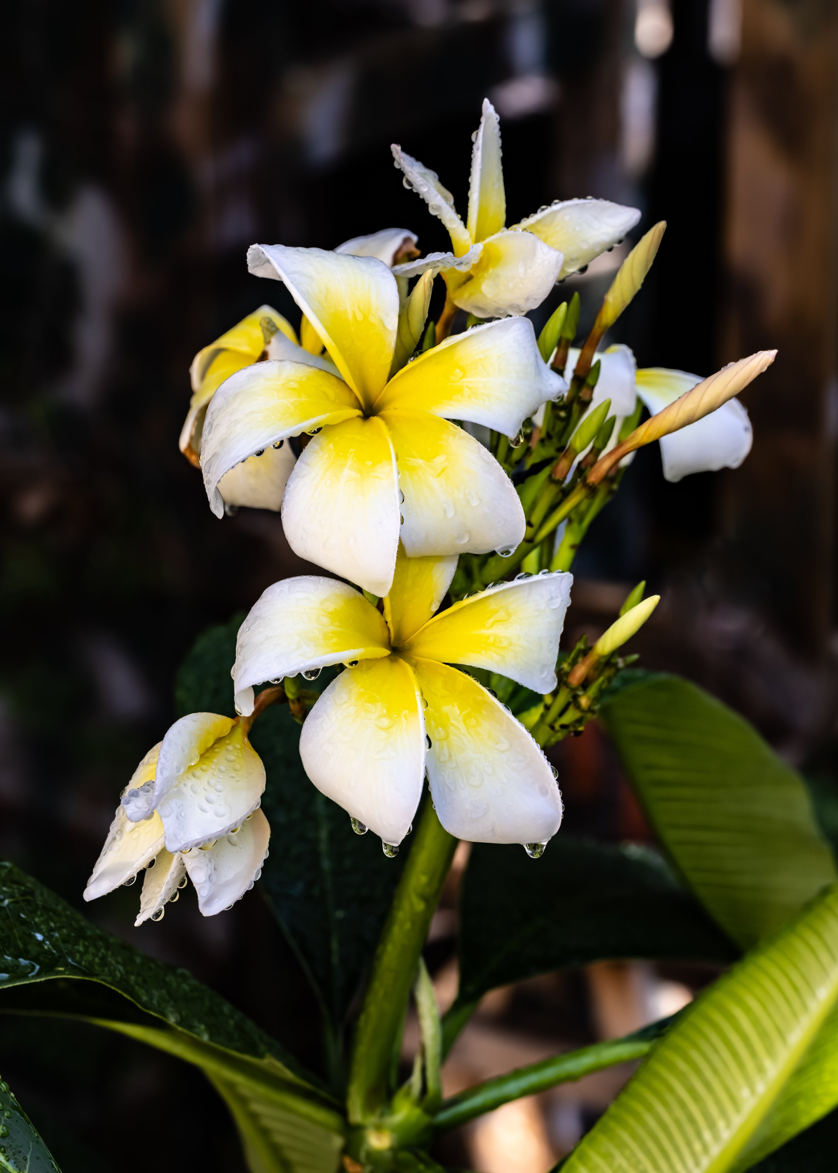 Yellow Plumeria