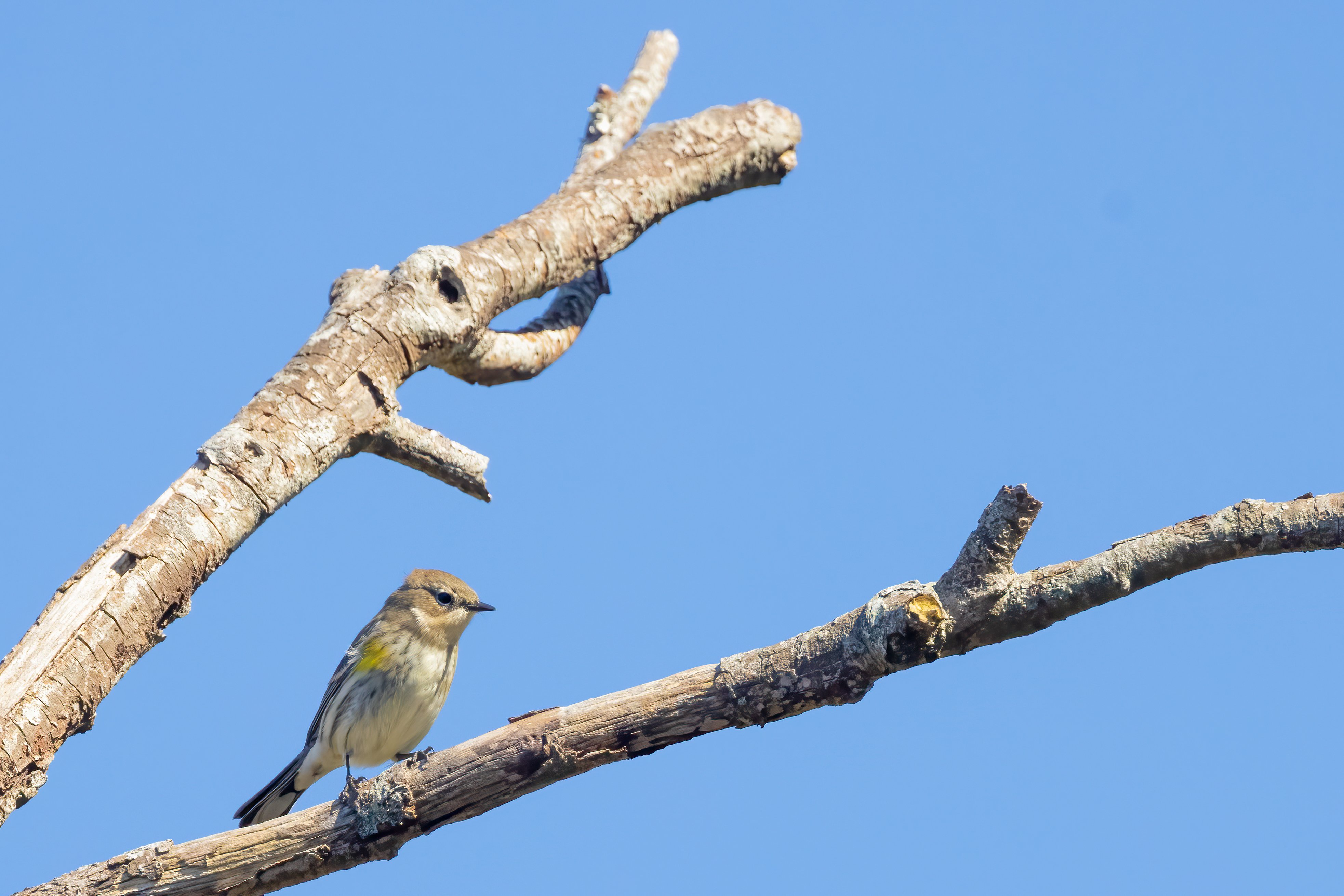 Yellow Rum Warbler