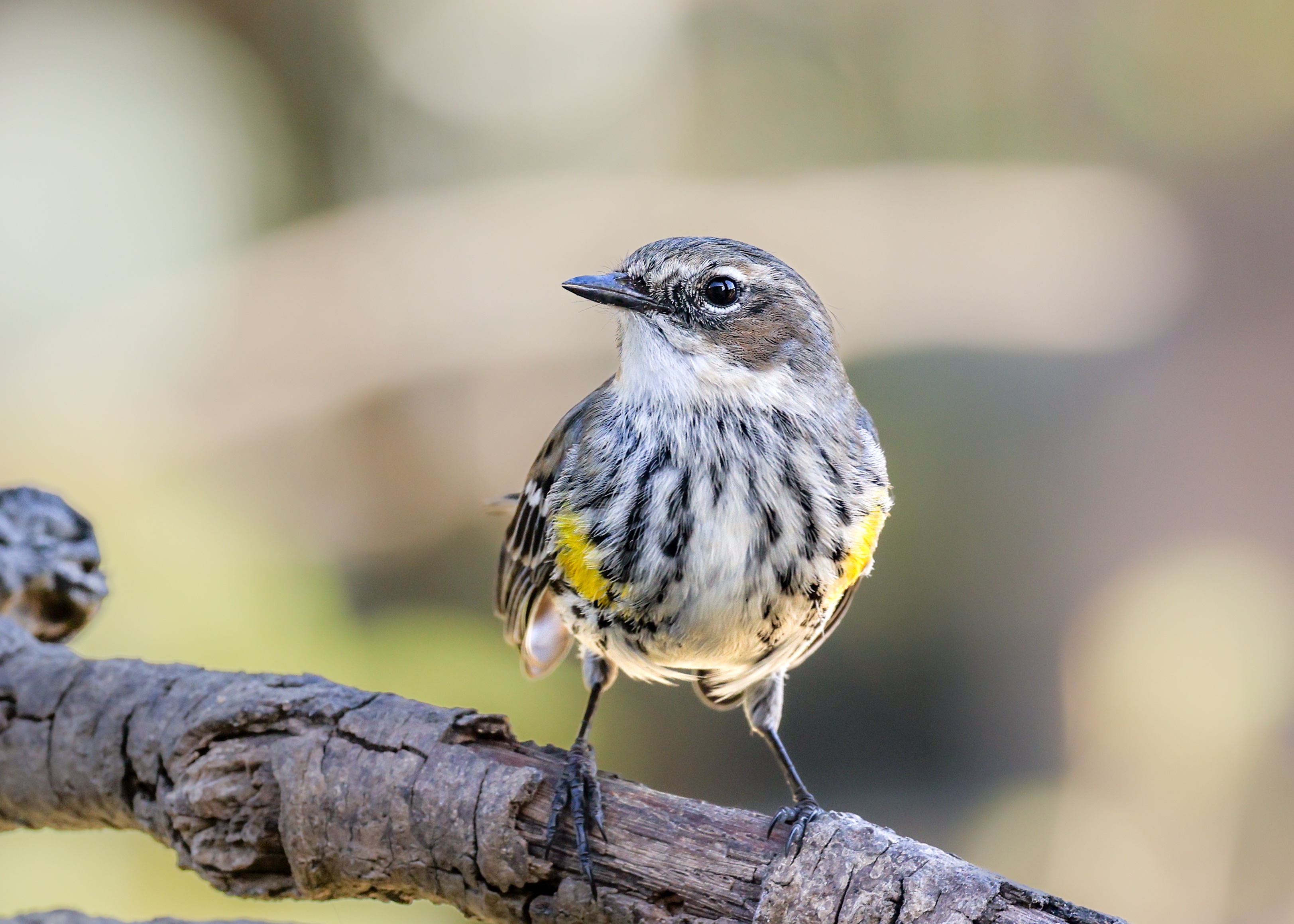 Yellow Rumped Warbler, San Antonio