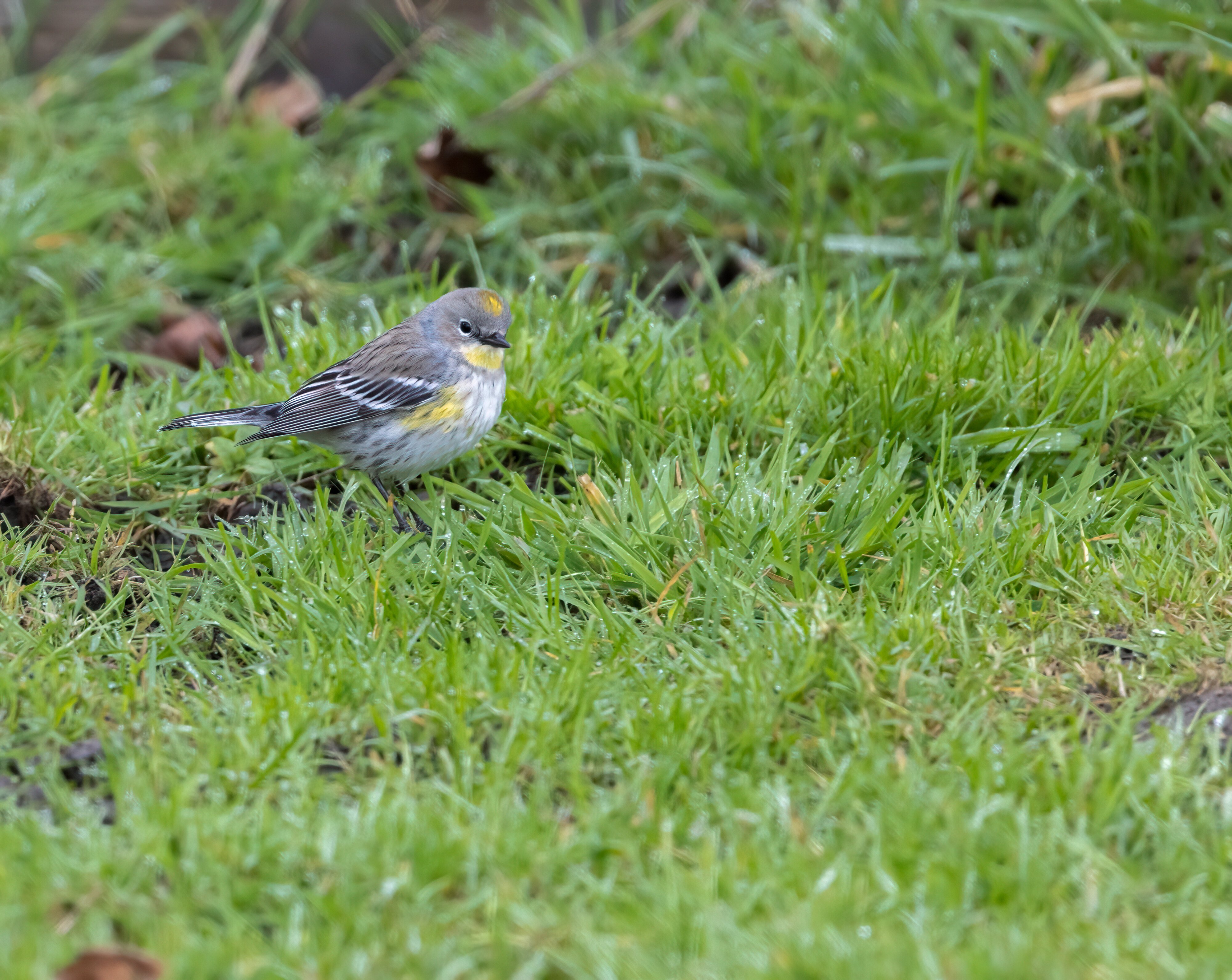 Yellow-rumped Warbler