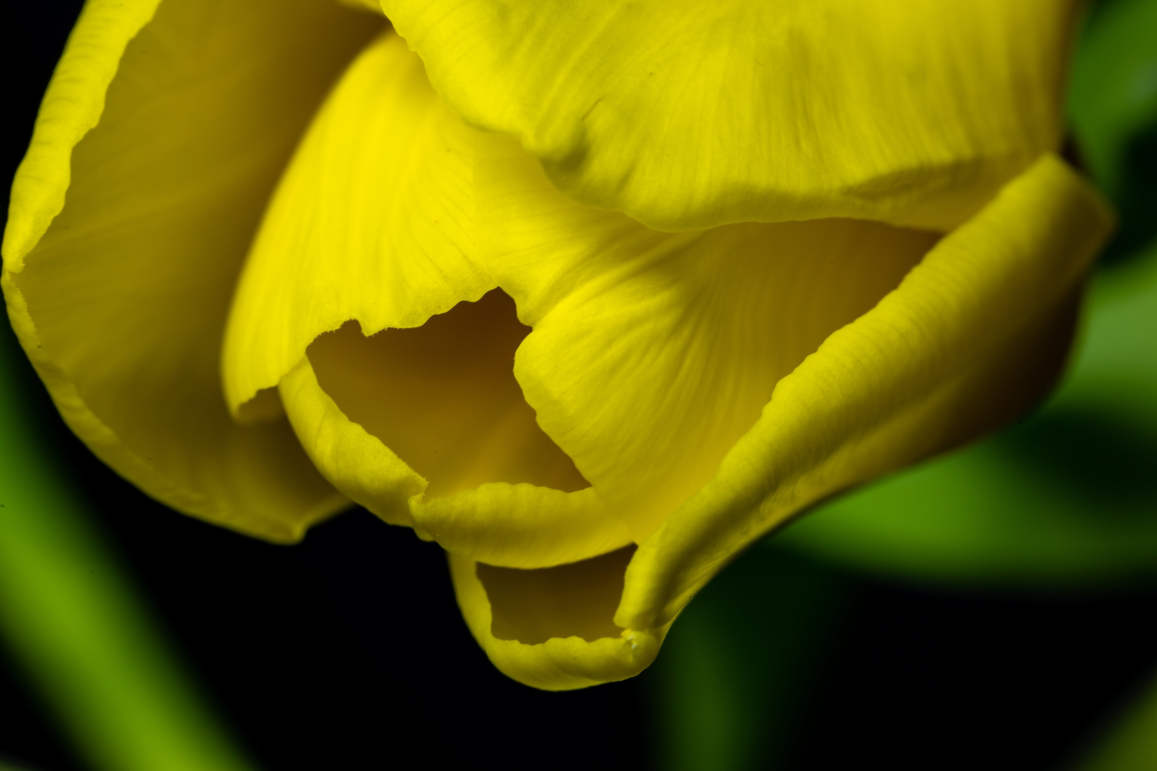 Yellow Tulip-6878.jpg