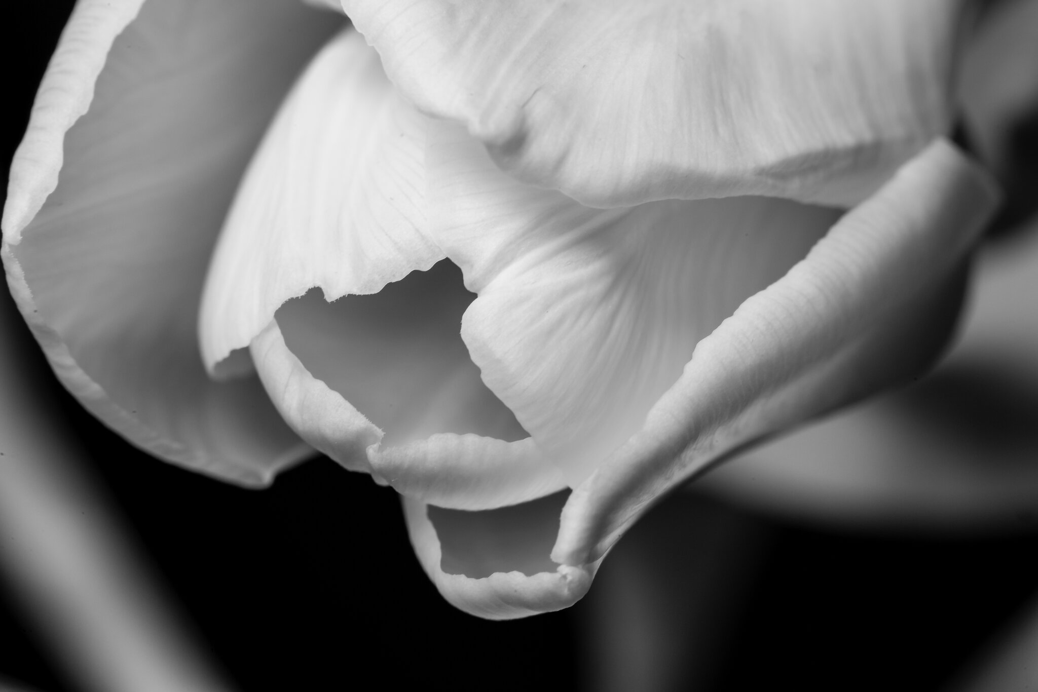 Yellow Tulip B&W-6878.jpg