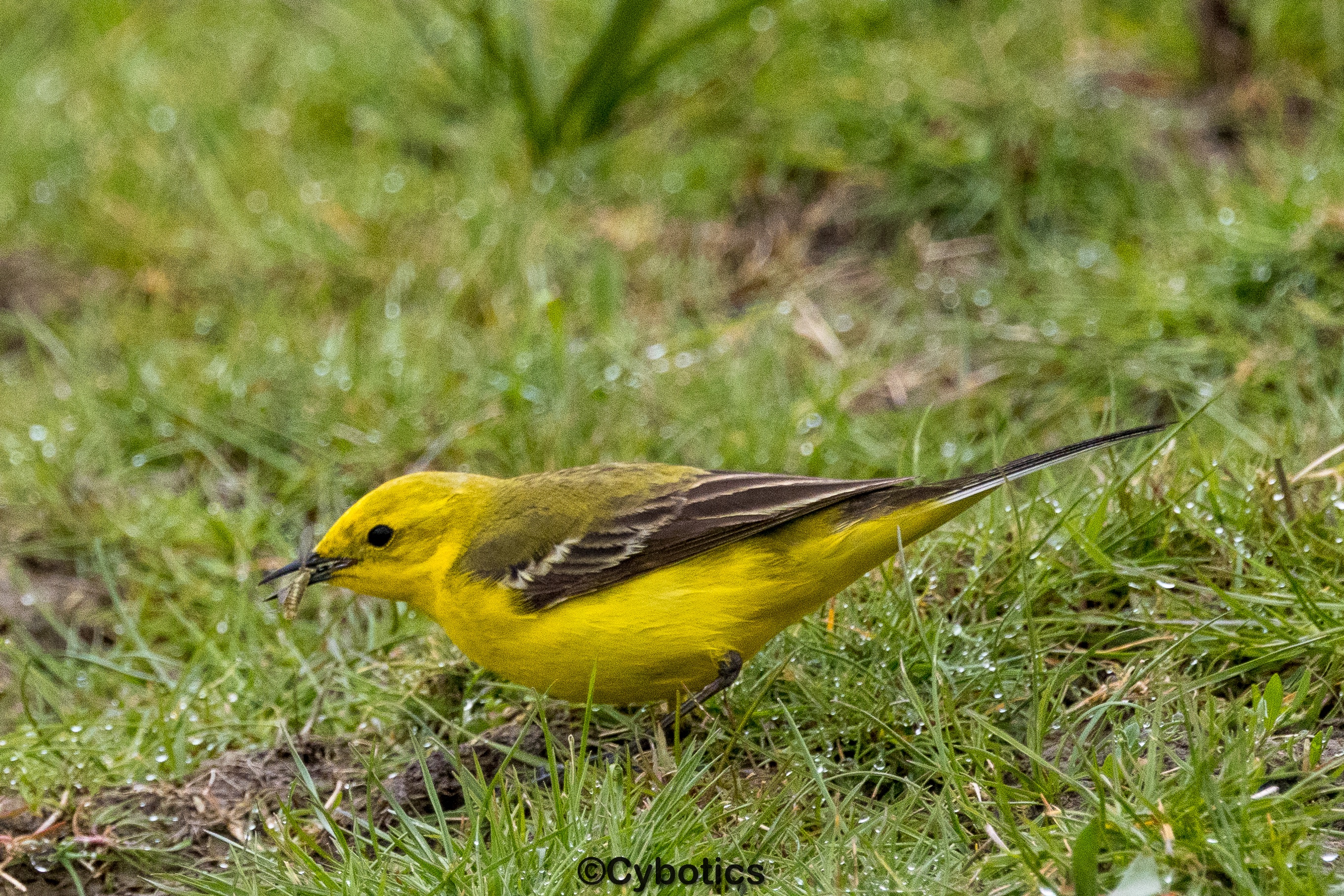 Yellow wagtail