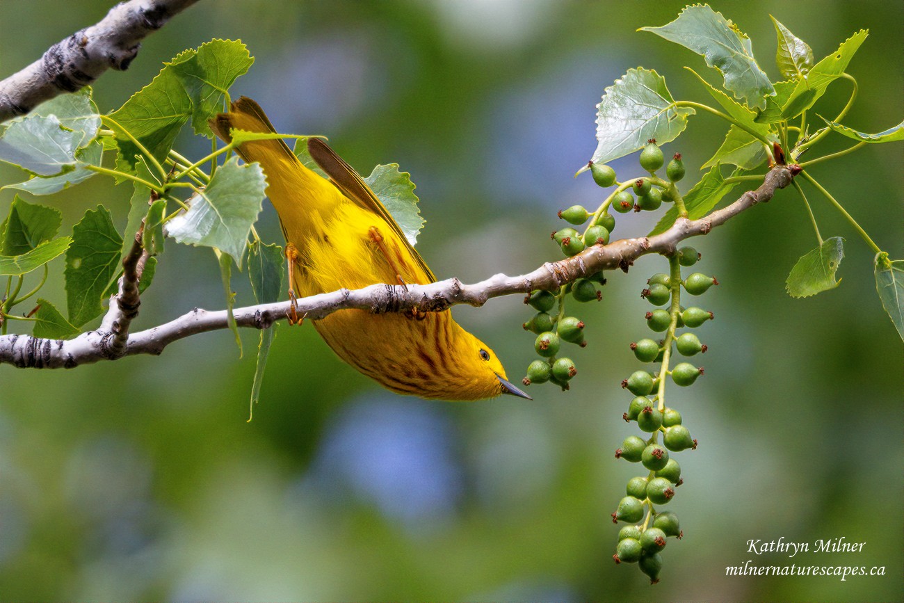Yellow Warbler high in a Cottonwood Tree.jpg