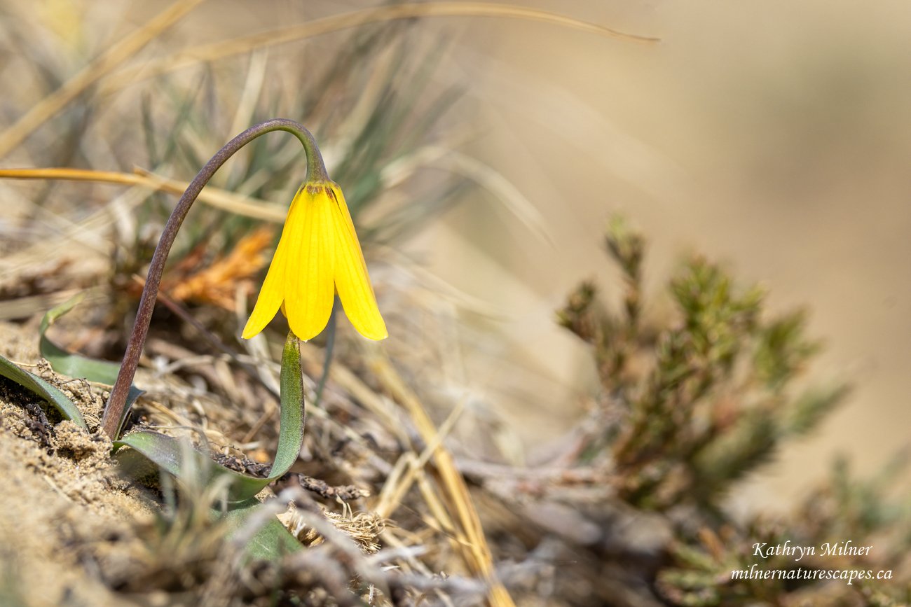 Yellowbell - wildflower