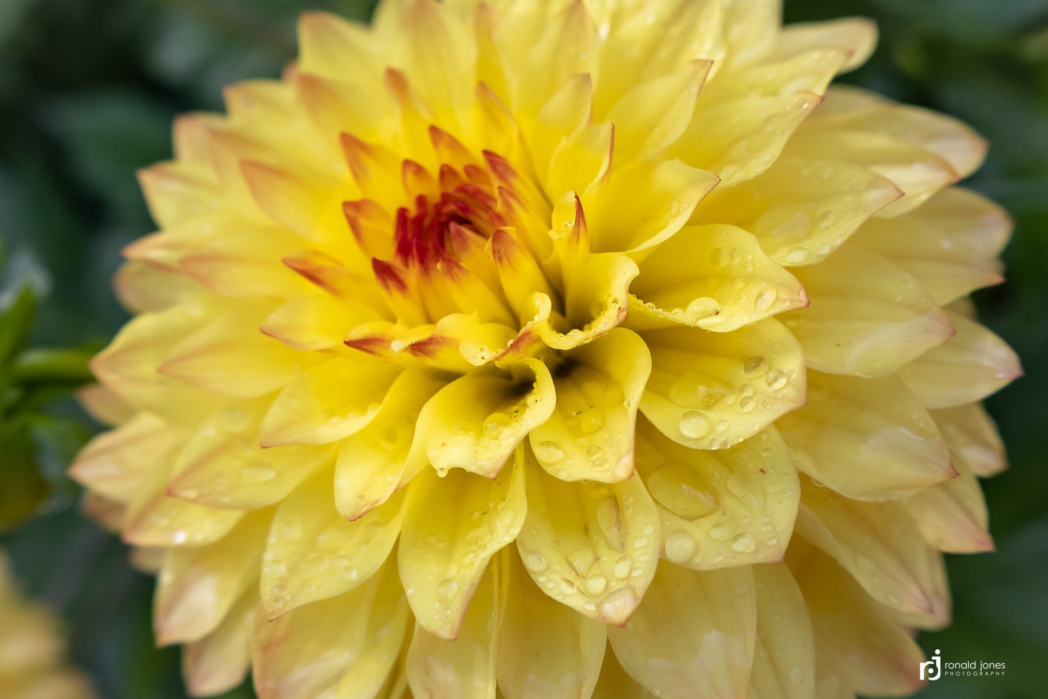 YellowDahlia-0175.jpg