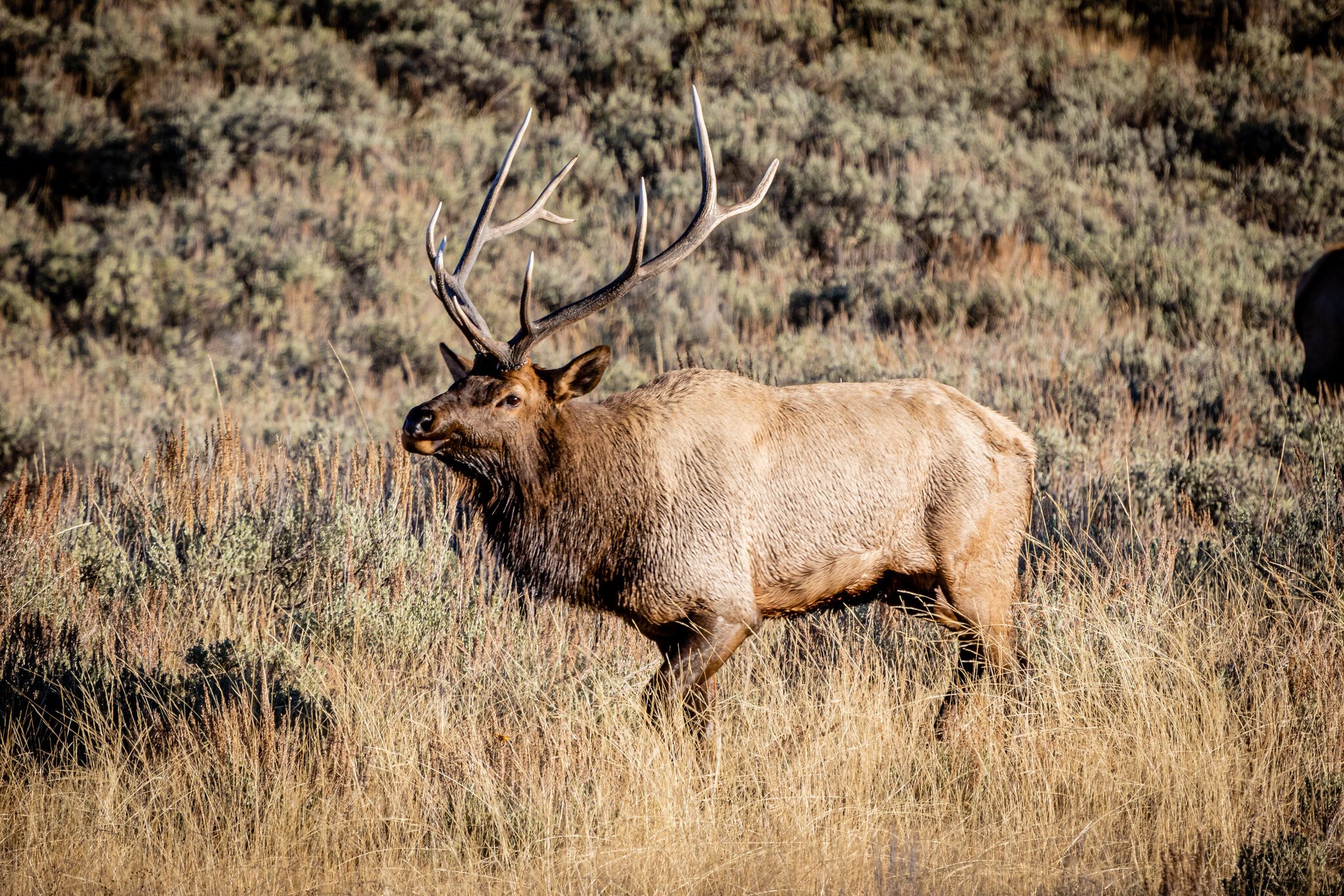 Yellowstone Elk 3 (1 of 1).jpg