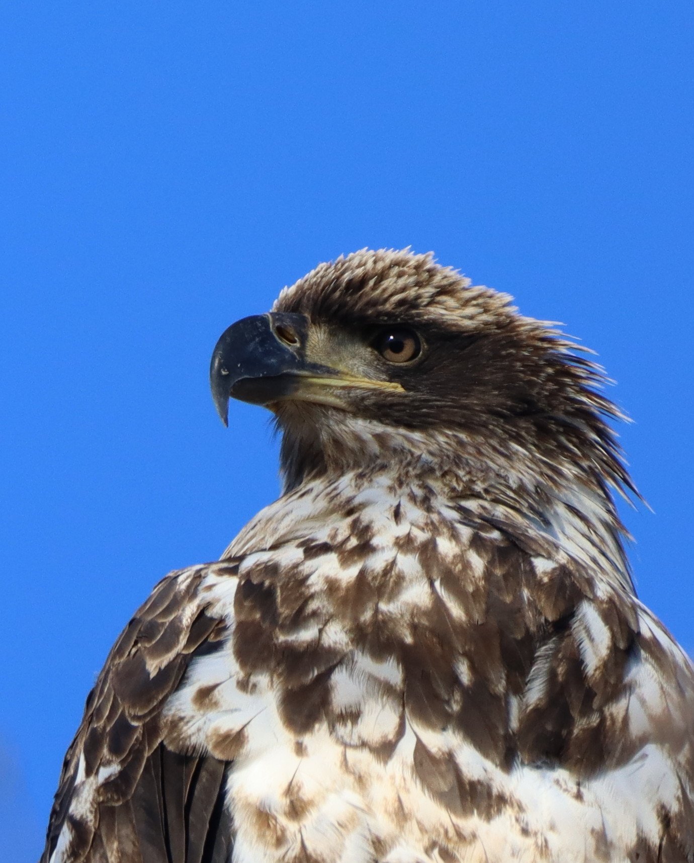Young bald Eagle.jpg