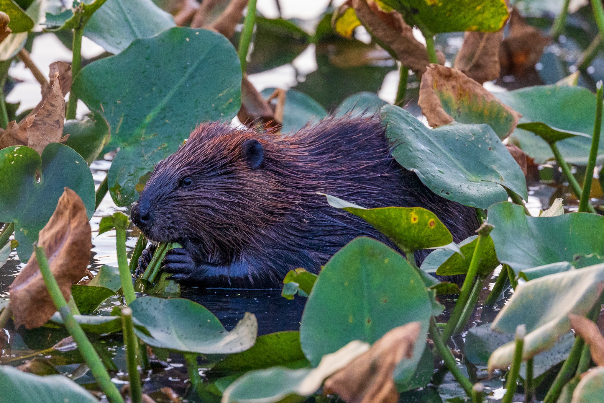 Young Beaver