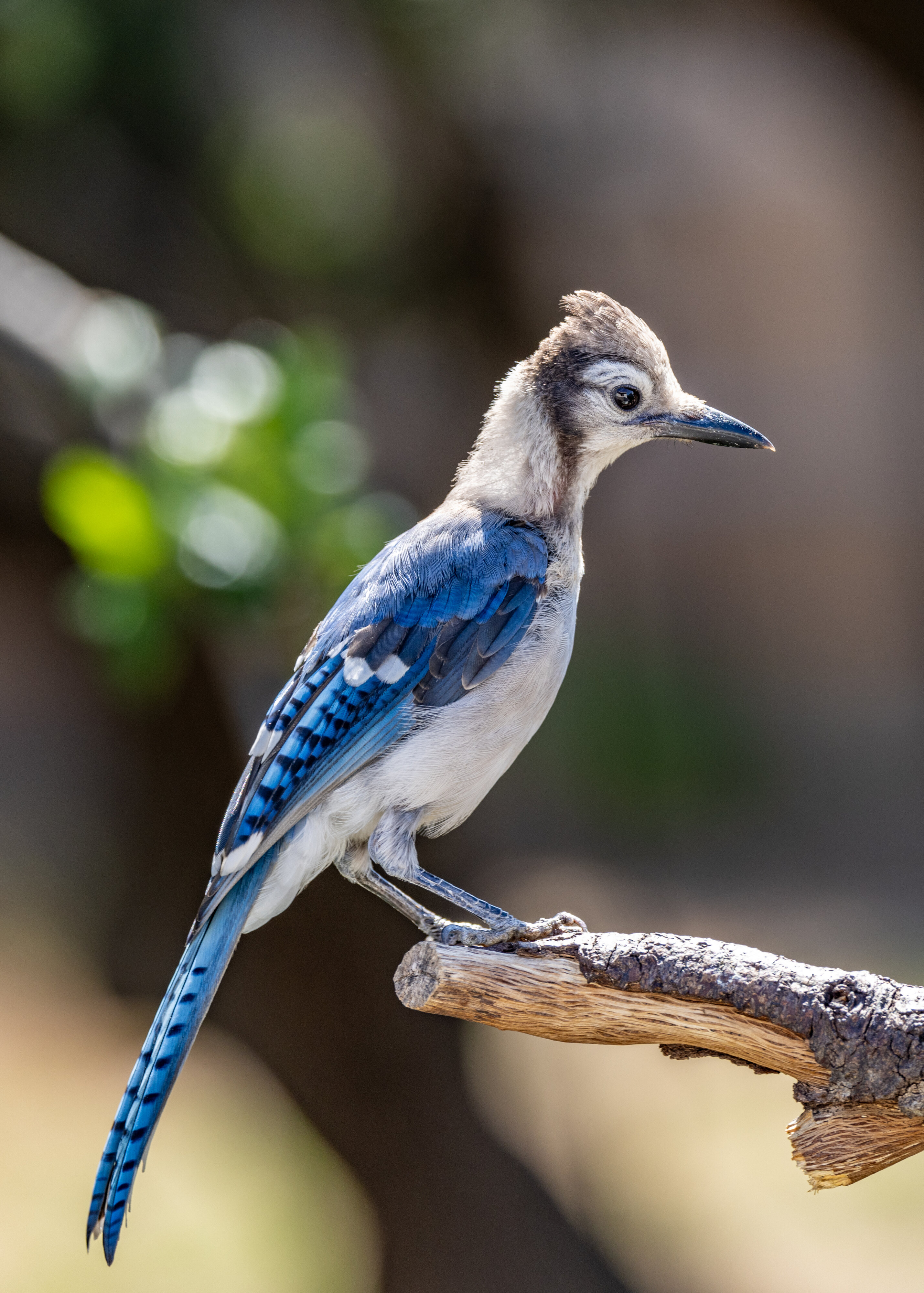 Young blue jay