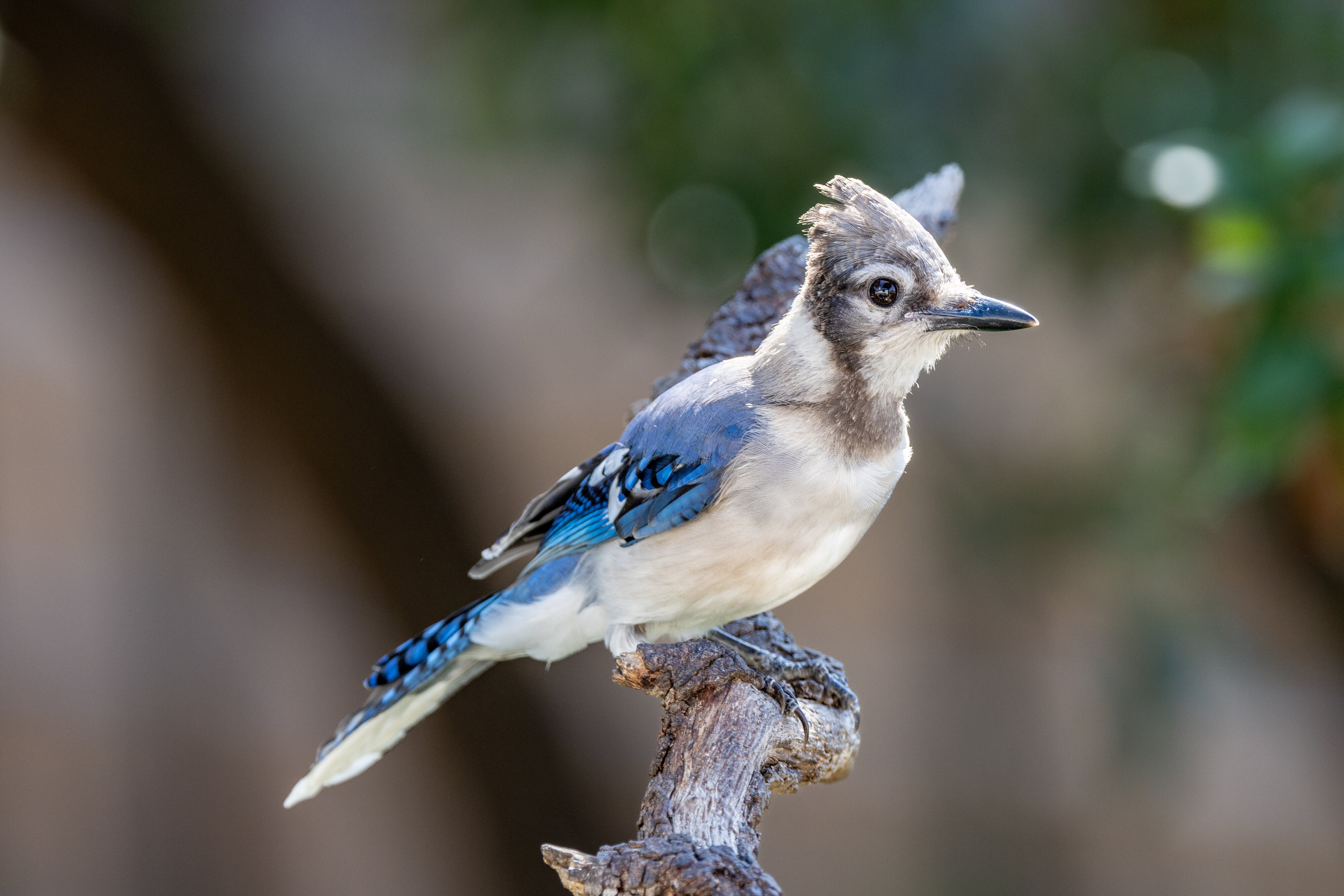 Young blue jay