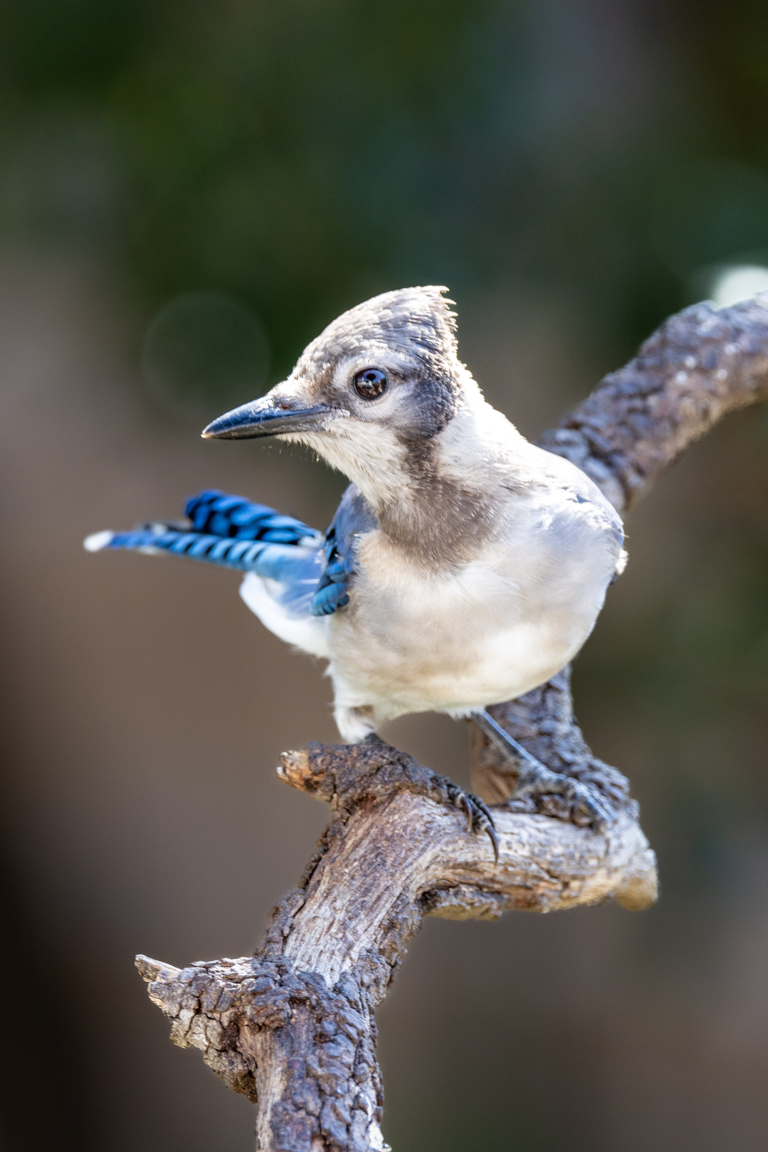 Young blue jay