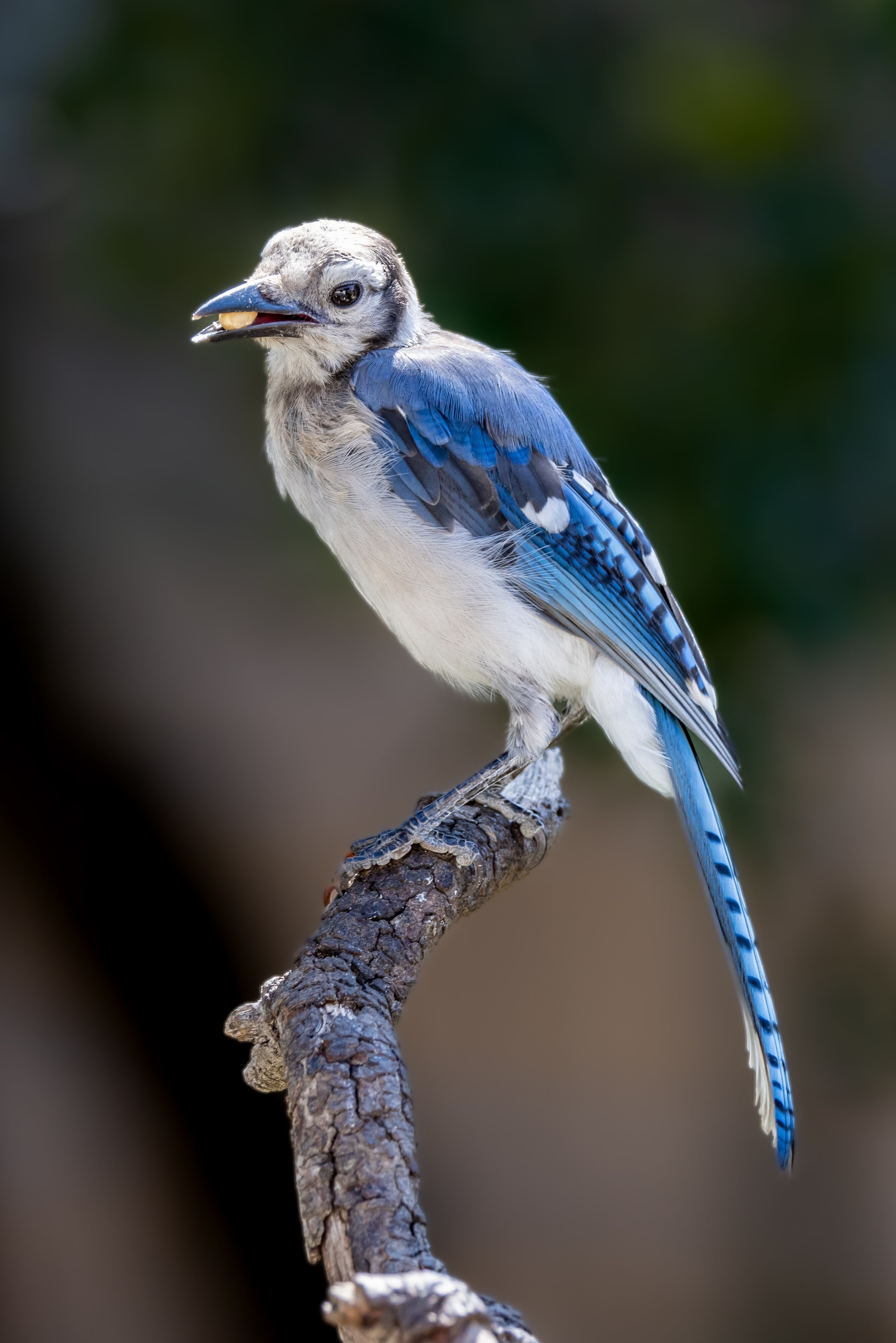 Young Blue Jay