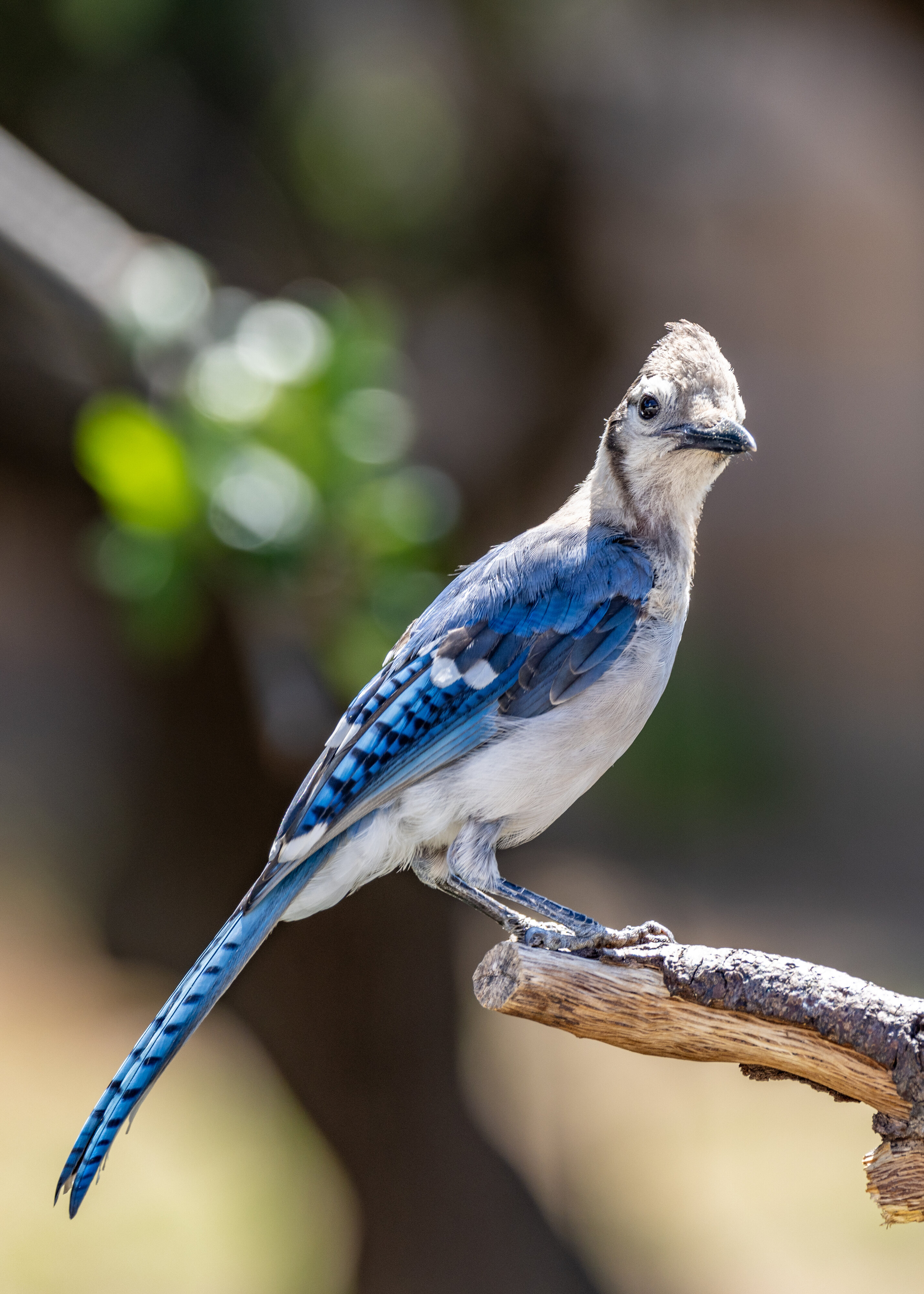 Young Blue Jay