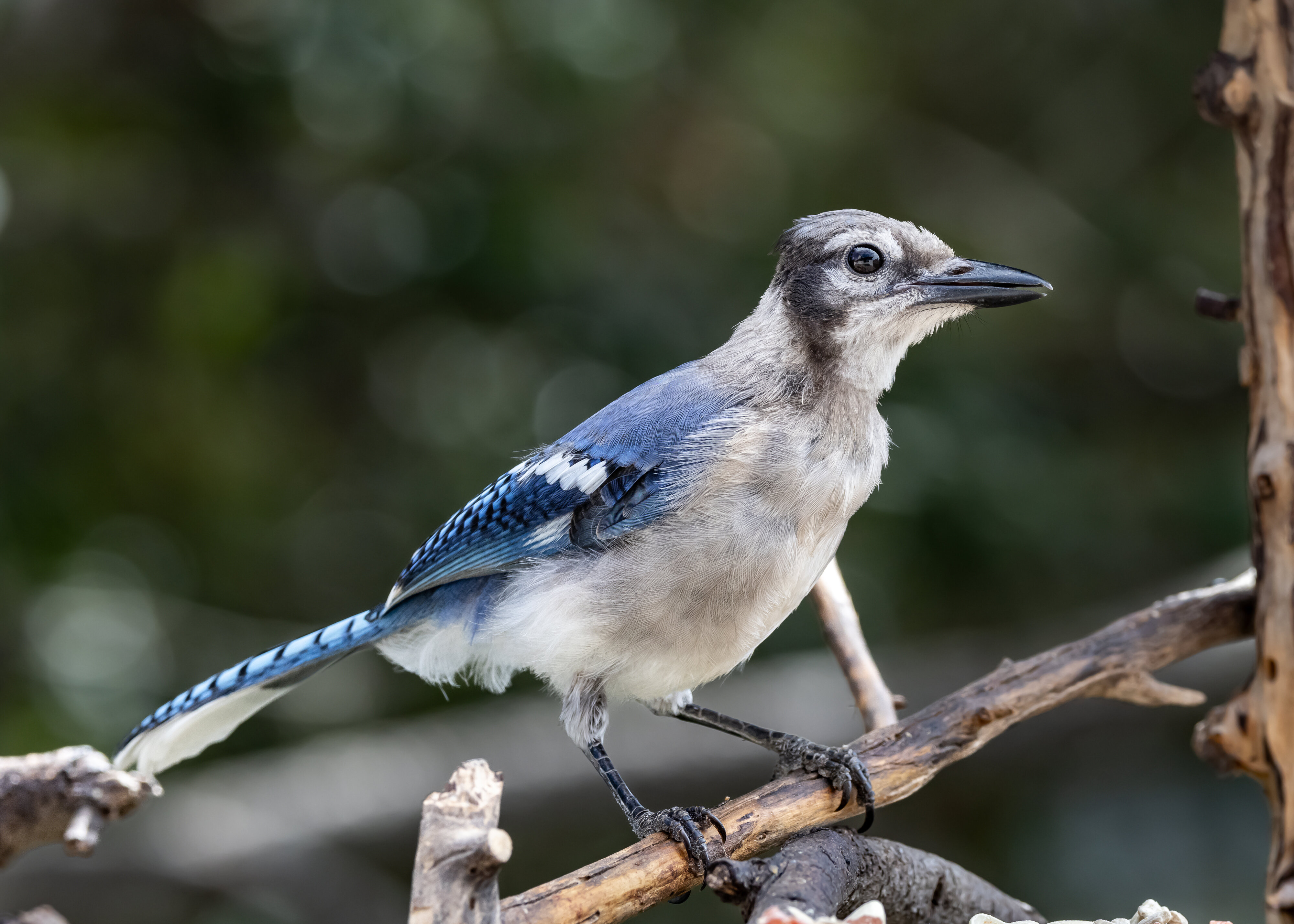 Young Blue Jay