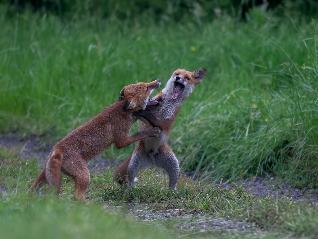 .young foxed | Canon RF Shooters Forums