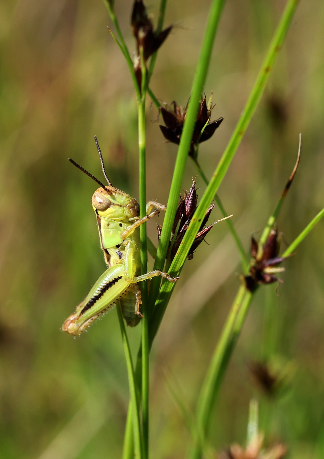 Young Grasshopper