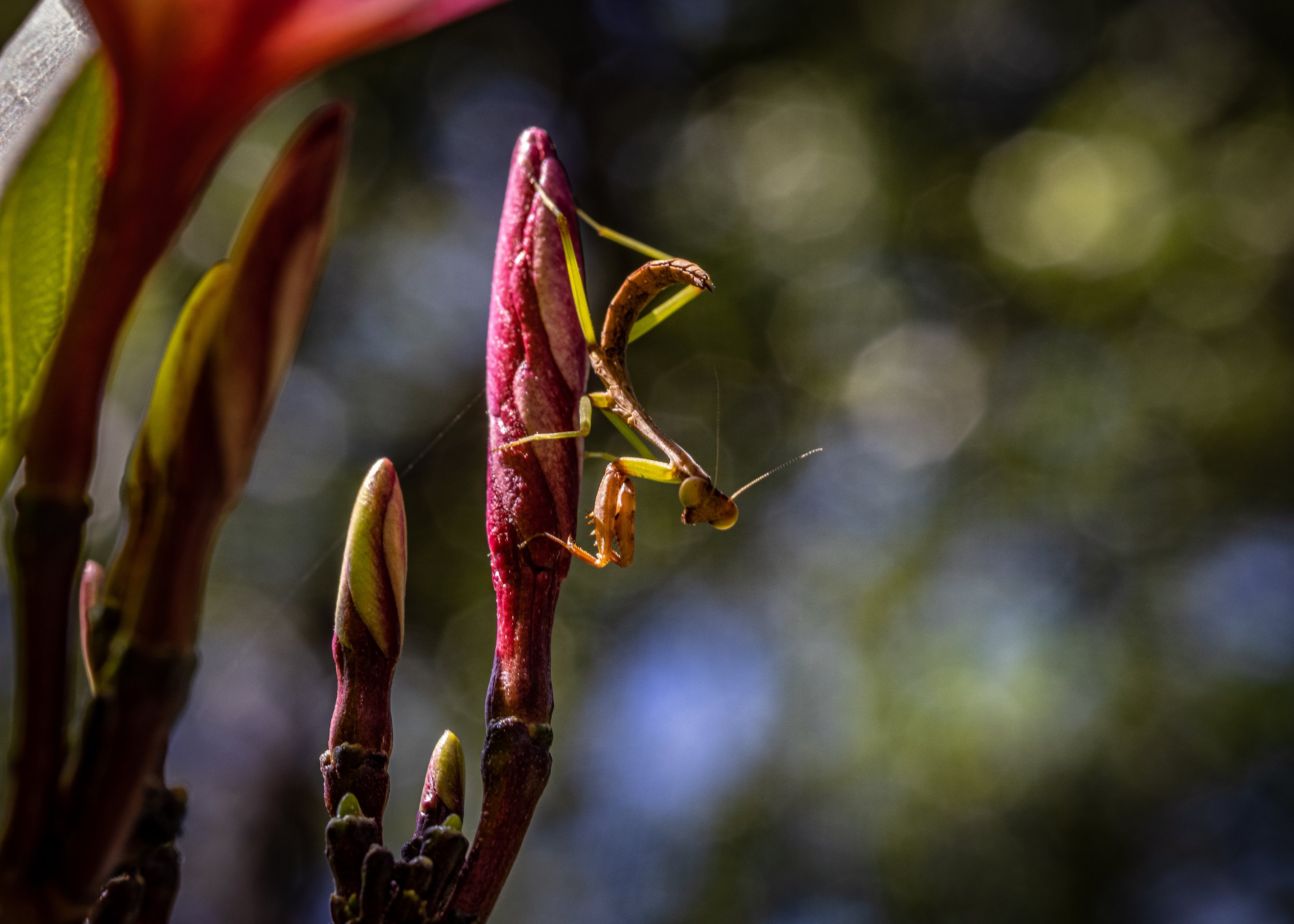 Young Mantis on a Plumeria Bud