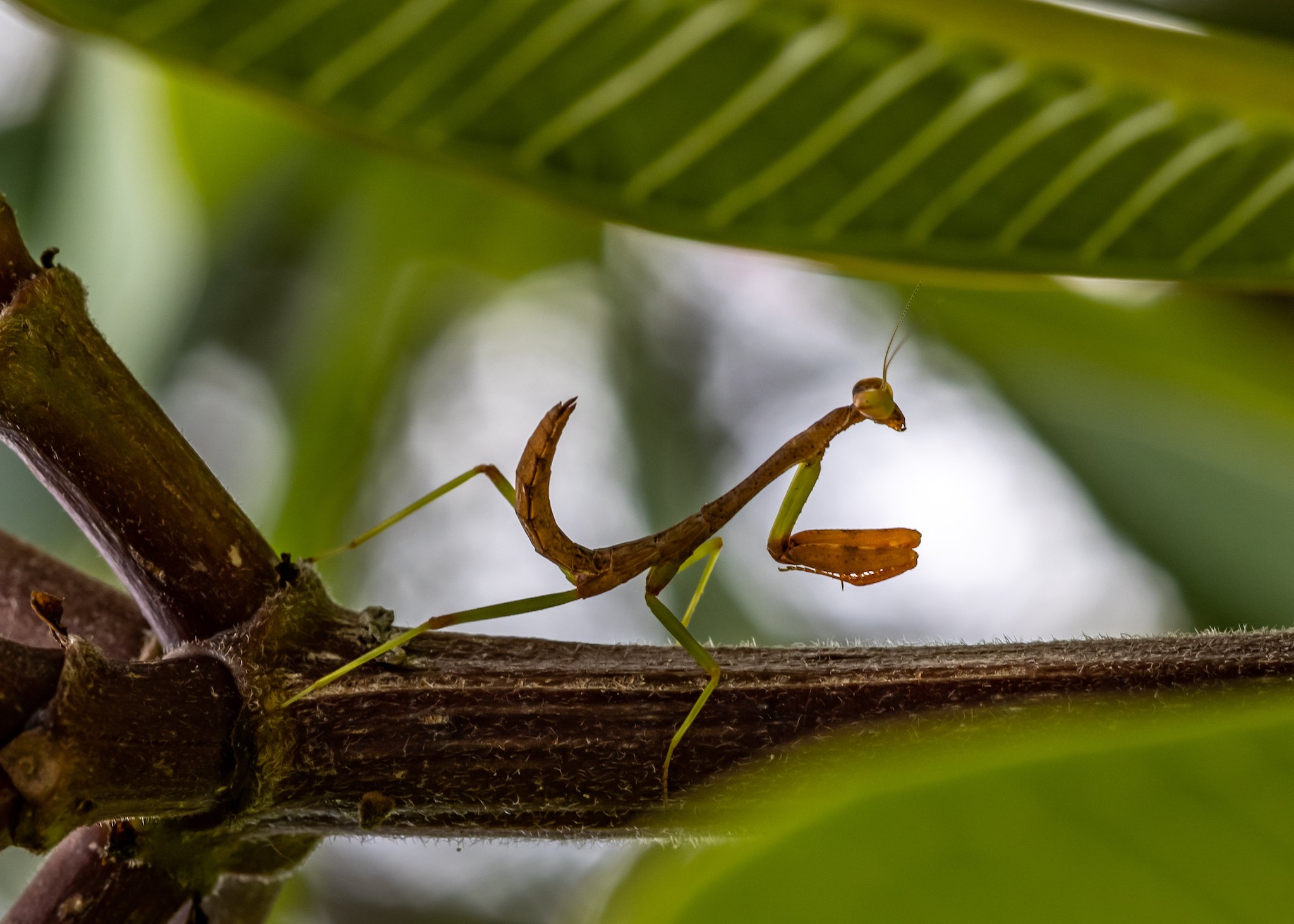 Young Mantis on a Plumeria Stalk