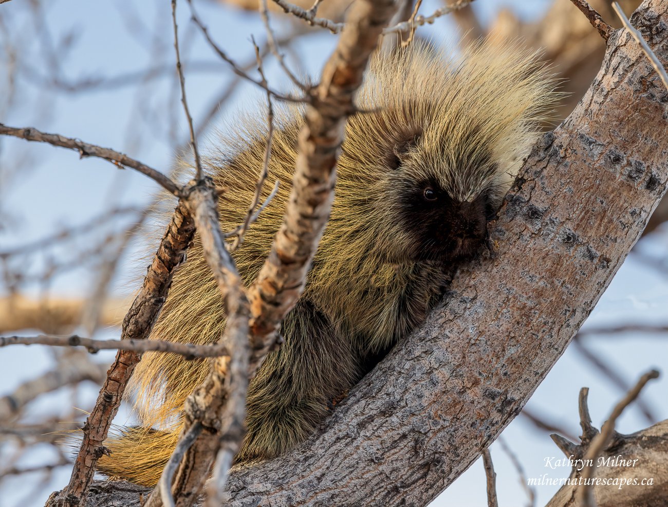 Young Porcupine.jpg