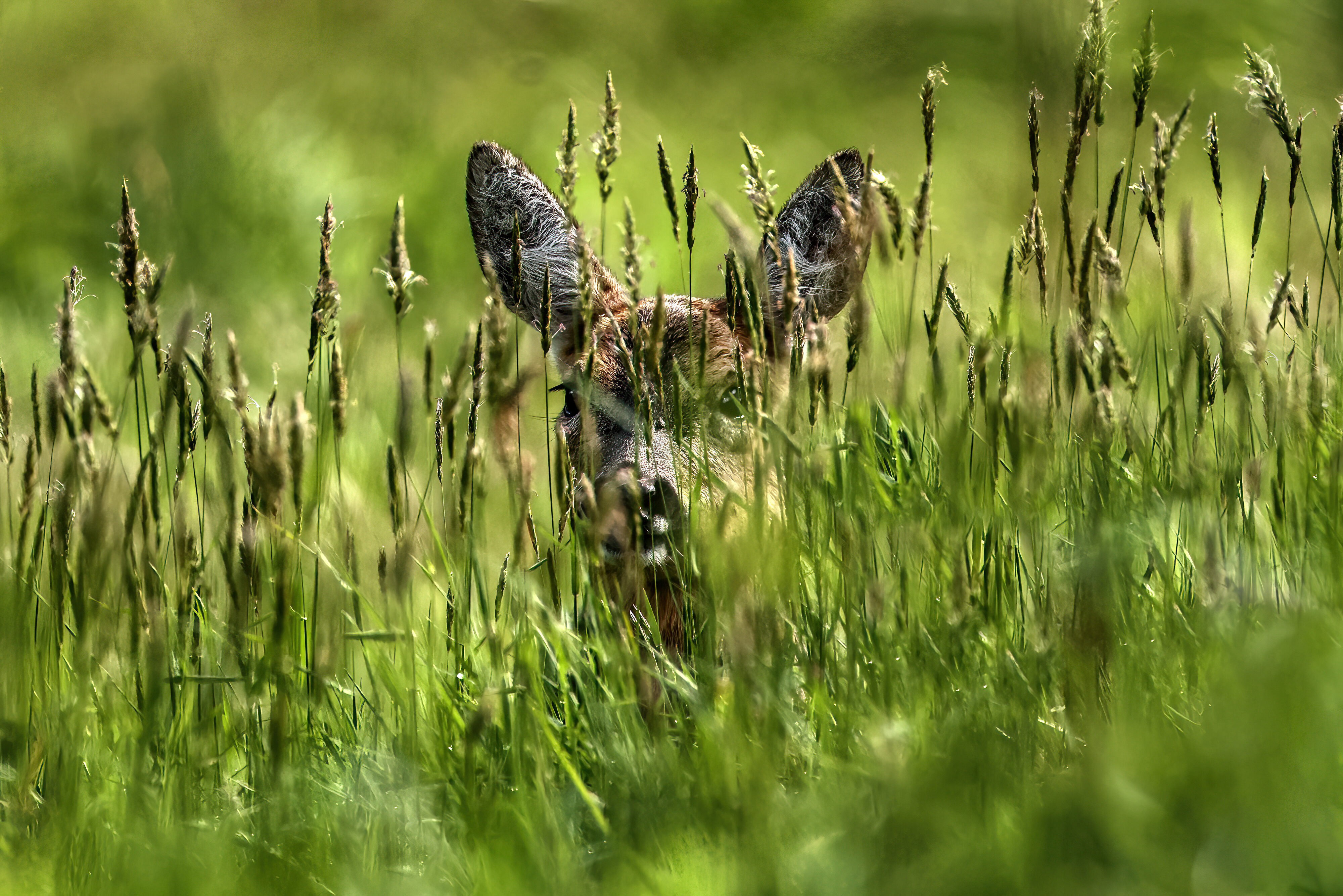 YOUNG ROE DEER.jpg