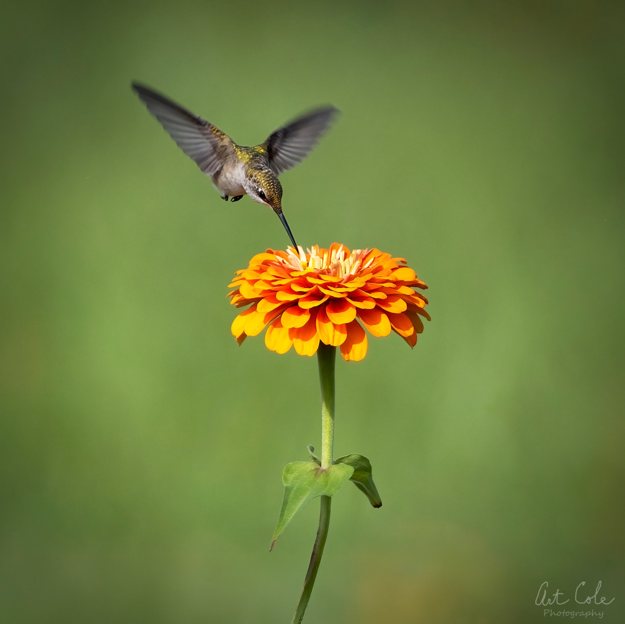 zinniasippingcropdenovinSM.jpg